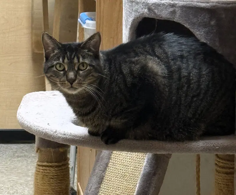 Sashi, an adult female cat up for adoption