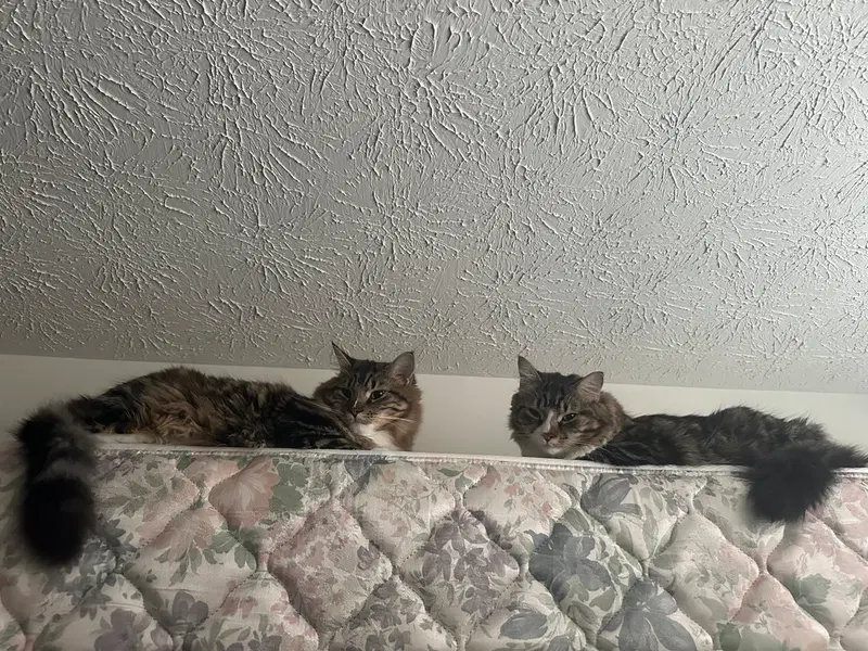 Tota & Amba, photo 4