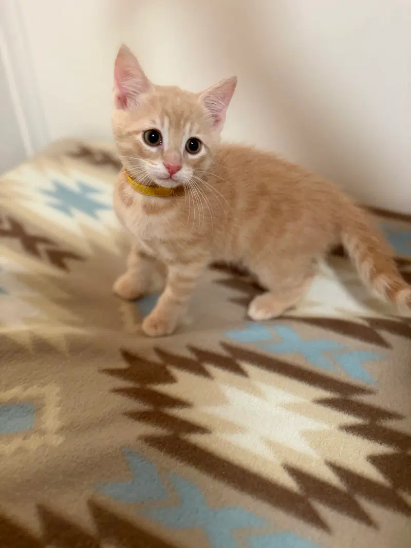 Cheddar, a male kitten up for adoption
