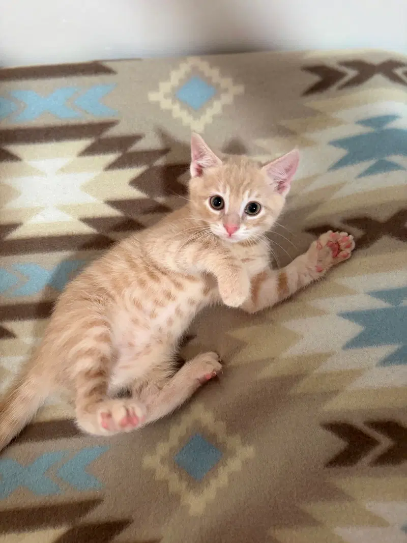 Cheddar, photo 2