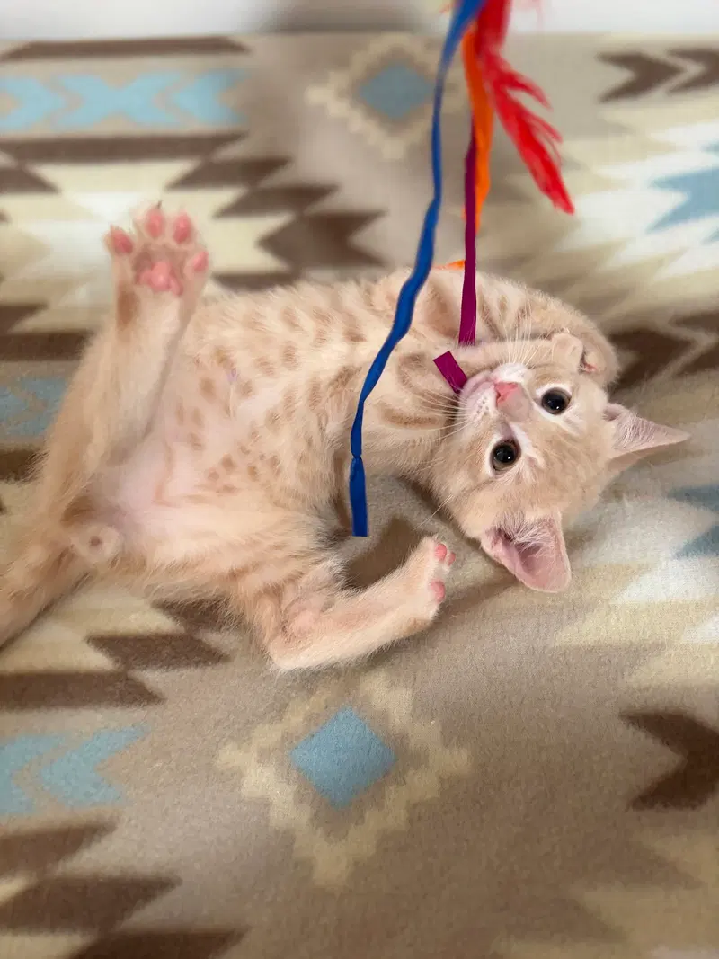 Cheddar, photo 4