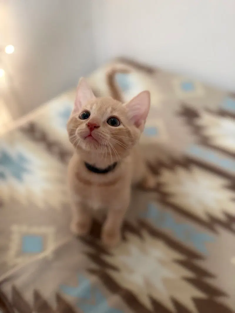 Colby, a male kitten up for adoption