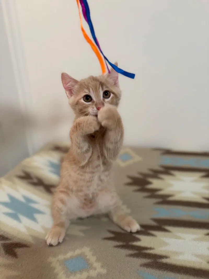 Nacho, a male kitten up for adoption