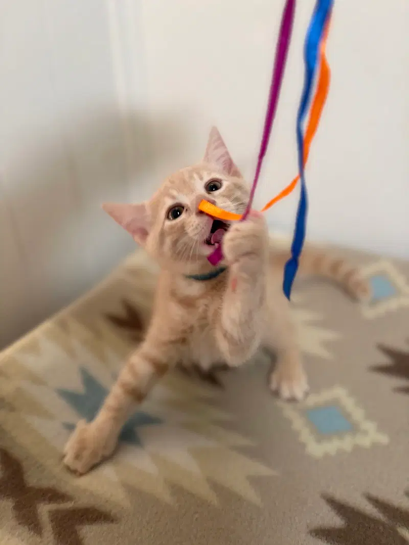 Queso, a male kitten up for adoption