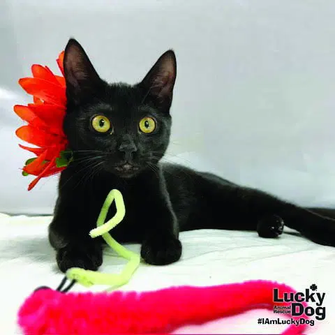 Ernie, a young female cat up for adoption