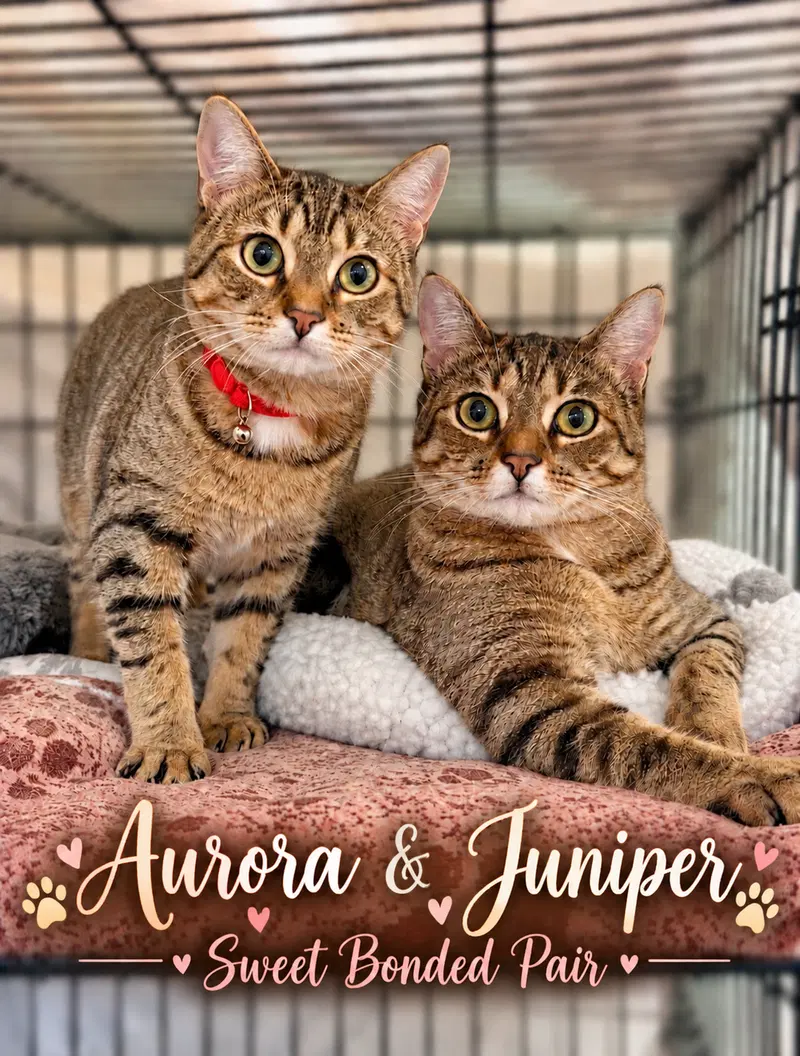 Aurora & Juniper, Willow Grove PA, young female Tabby cats up for adoption