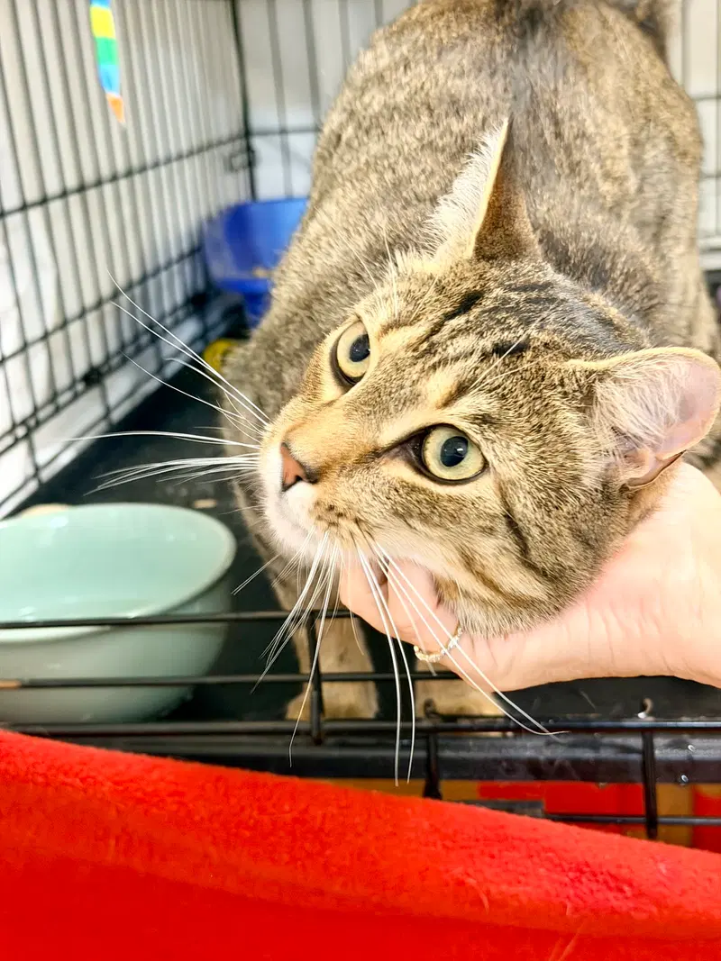Aurora & Juniper, Willow Grove PA, photo 4