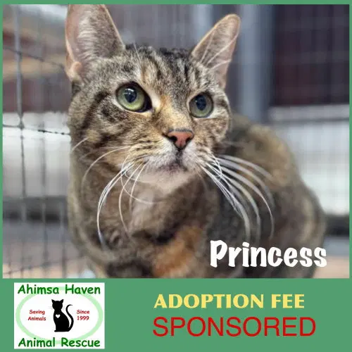 Princess, an adult female cat up for adoption