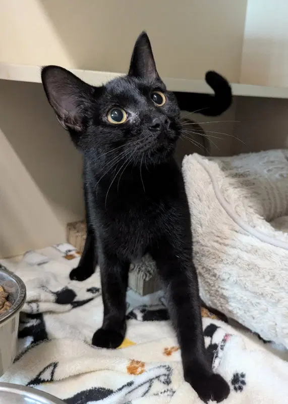 Splish Splash, a young male cat up for adoption