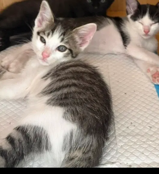 Honey Bun, a male kitten up for adoption