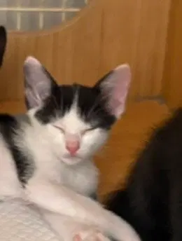 Sugar, a female kitten up for adoption