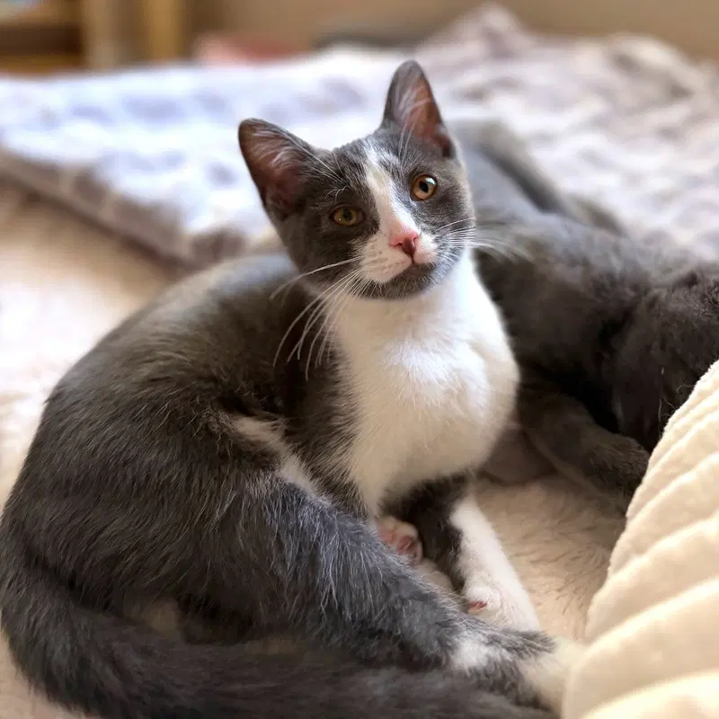 Petunia Rhubarb, a female kitten up for adoption