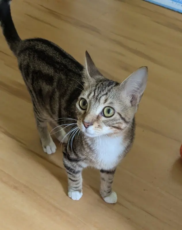 Magnus, a young male Tabby cat up for adoption