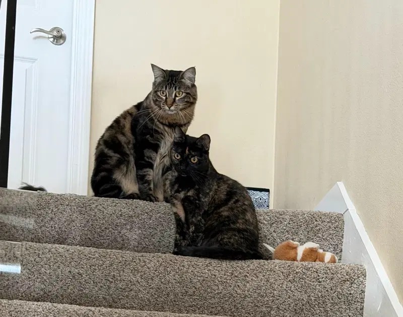Spooky & Spider, adult female cats up for adoption