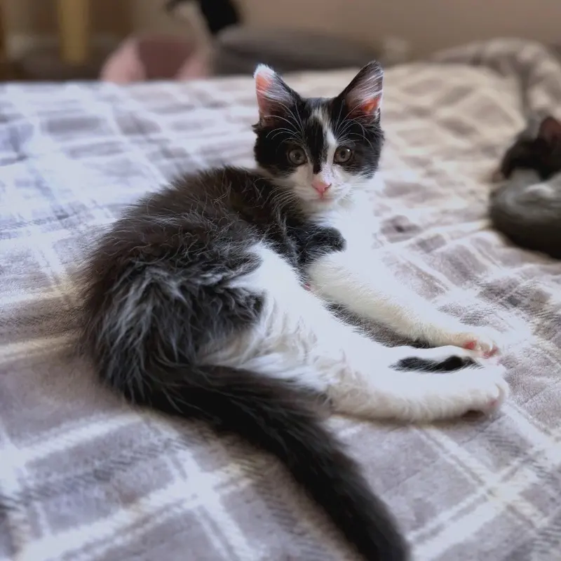 Badger, a male kitten up for adoption