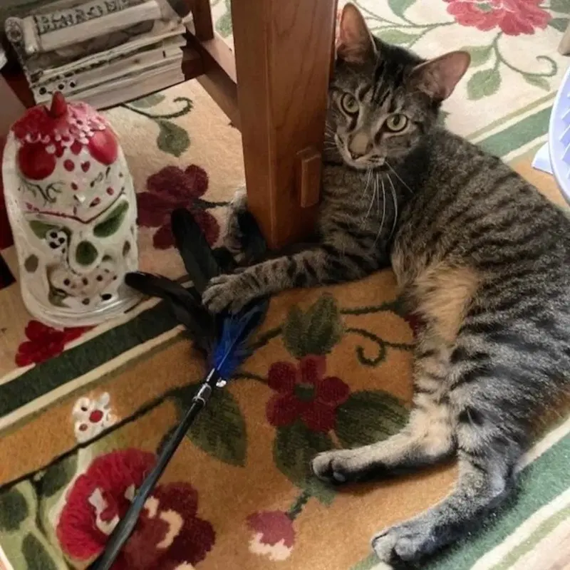 Barilla, an adult male cat up for adoption