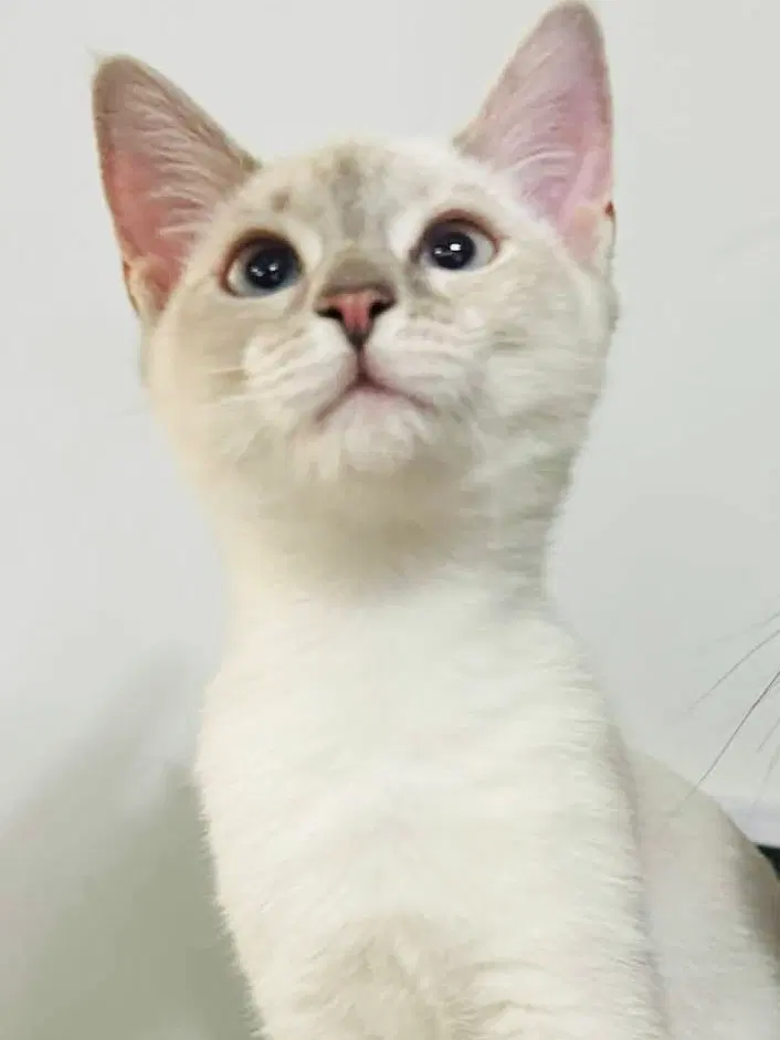 Cotton Ball, a female American Shorthair cat up for adoption