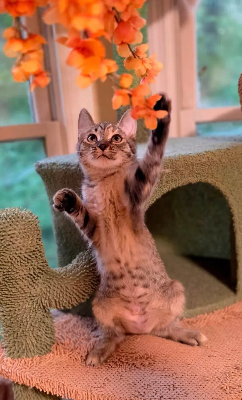 Triscuit, a female American Shorthair cat up for adoption
