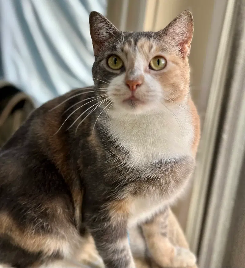 Mali, an adult female cat up for adoption