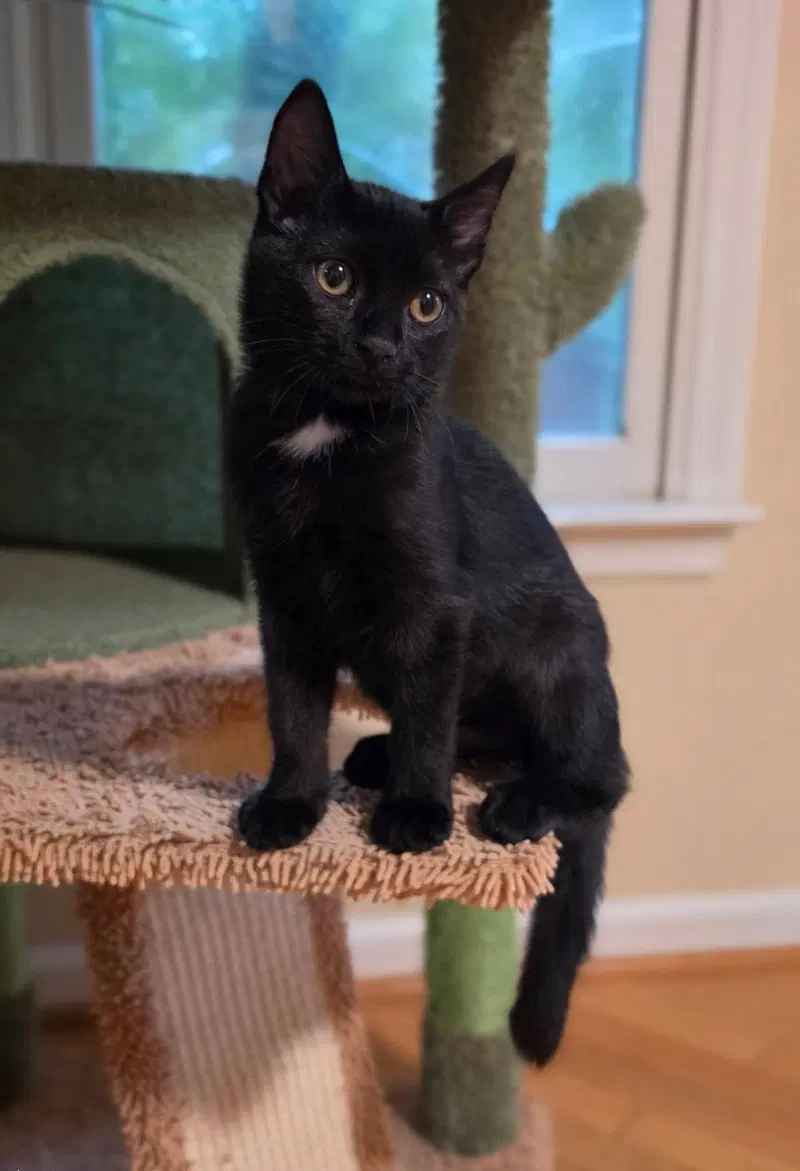 Pretzel, a female American Shorthair cat up for adoption