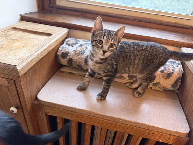 Arwen, a female kitten up for adoption