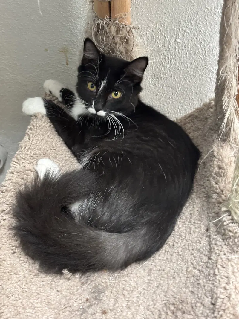 Amelia, a female kitten up for adoption