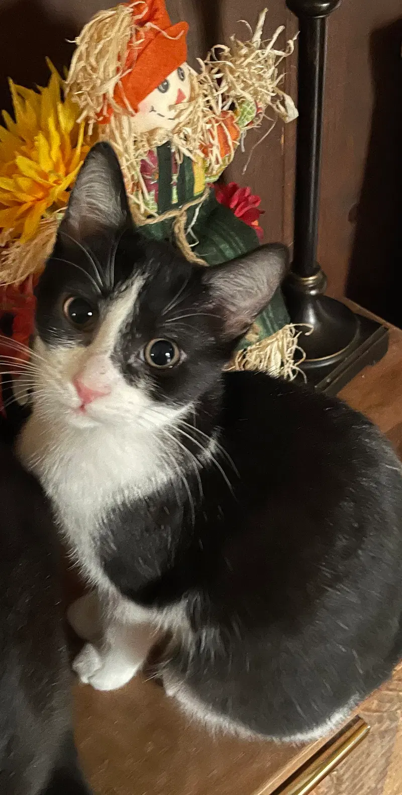 Bug, a female kitten up for adoption