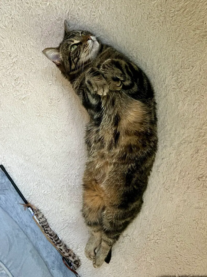 Luna, photo 3