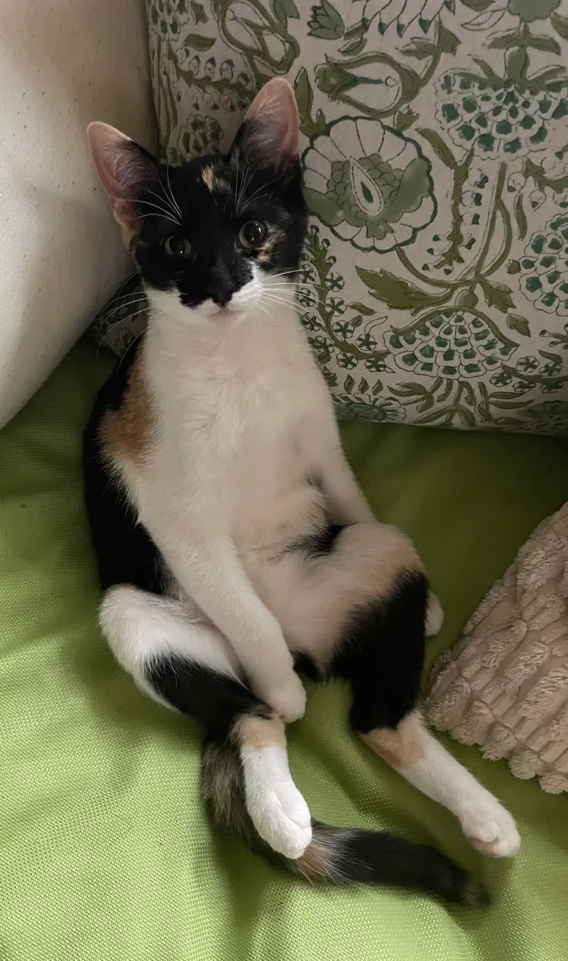 Ari, a female kitten up for adoption