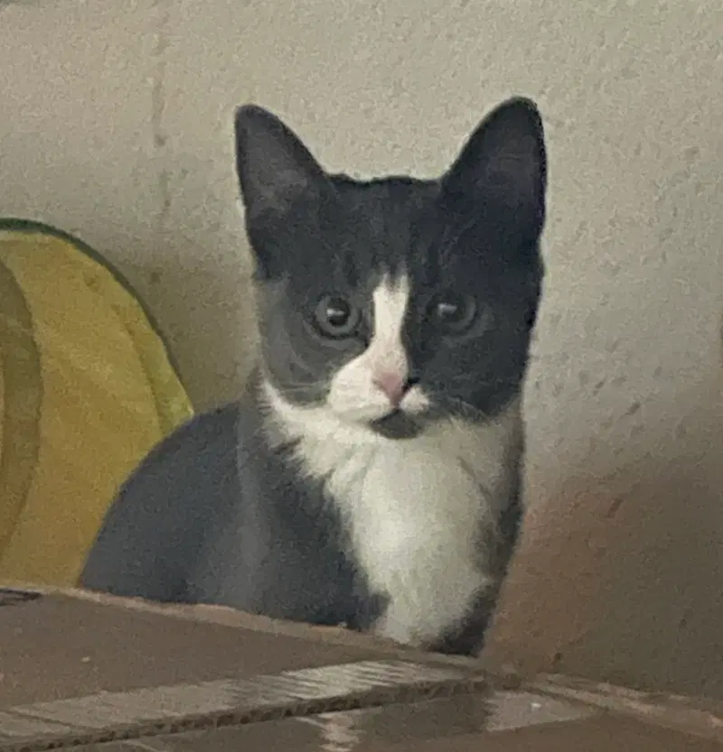 Chaucy, a female kitten up for adoption