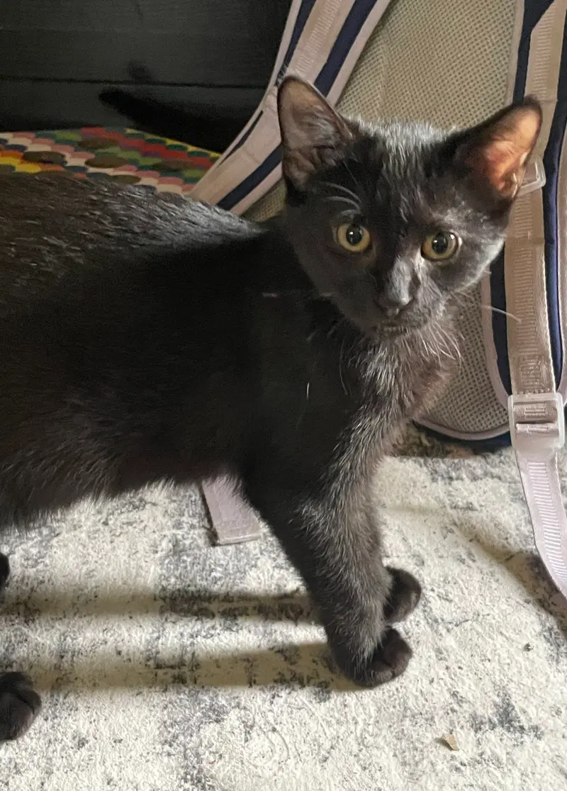 Ash, a female kitten up for adoption
