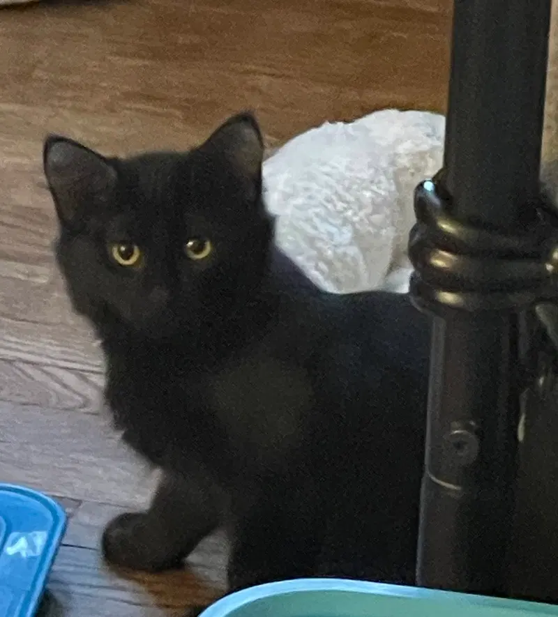 Linden, a female kitten up for adoption