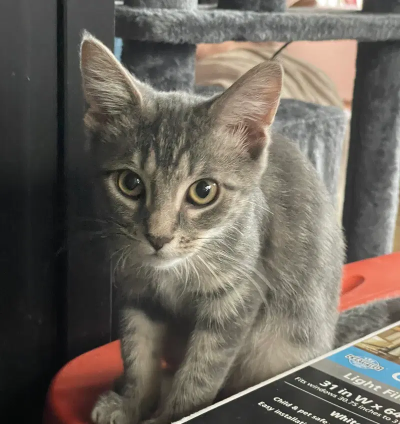 Luv, a female Tabby kitten up for adoption