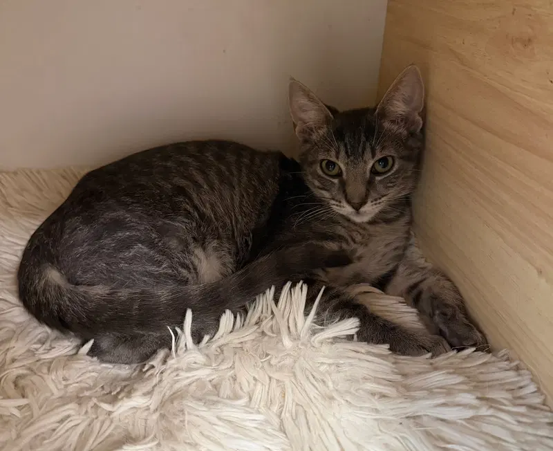 Vidia, a male cat up for adoption
