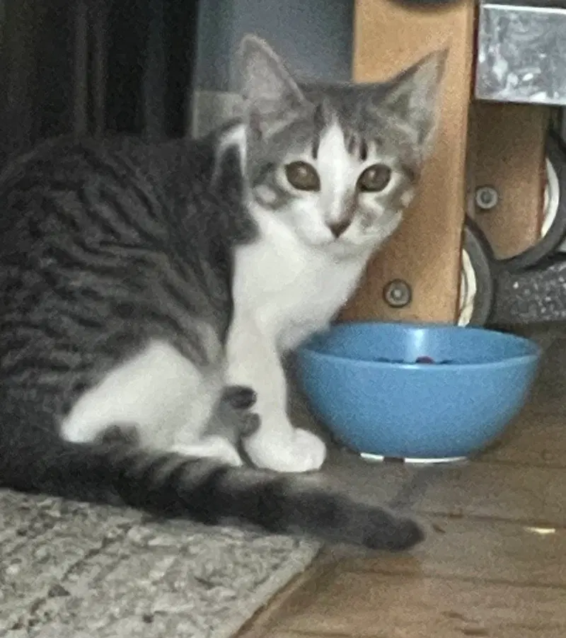 Sweet pea, a female Tabby kitten up for adoption