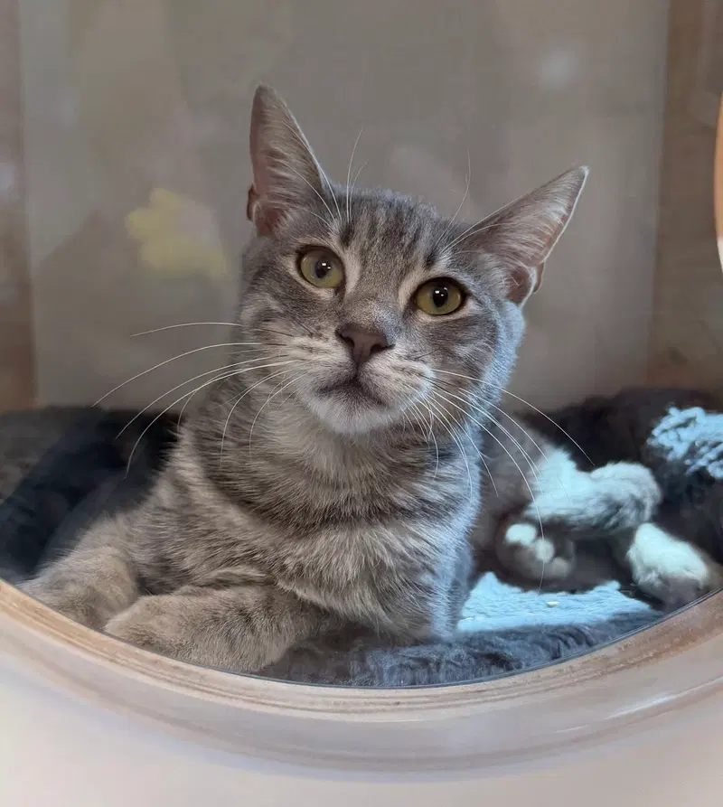 Poison, a male cat up for adoption