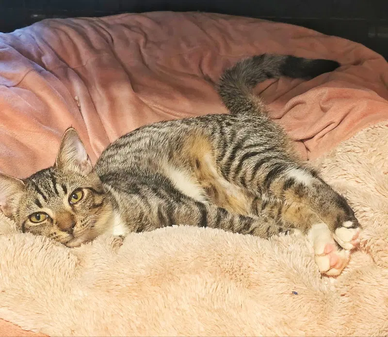 Astrid, a female Tabby kitten up for adoption