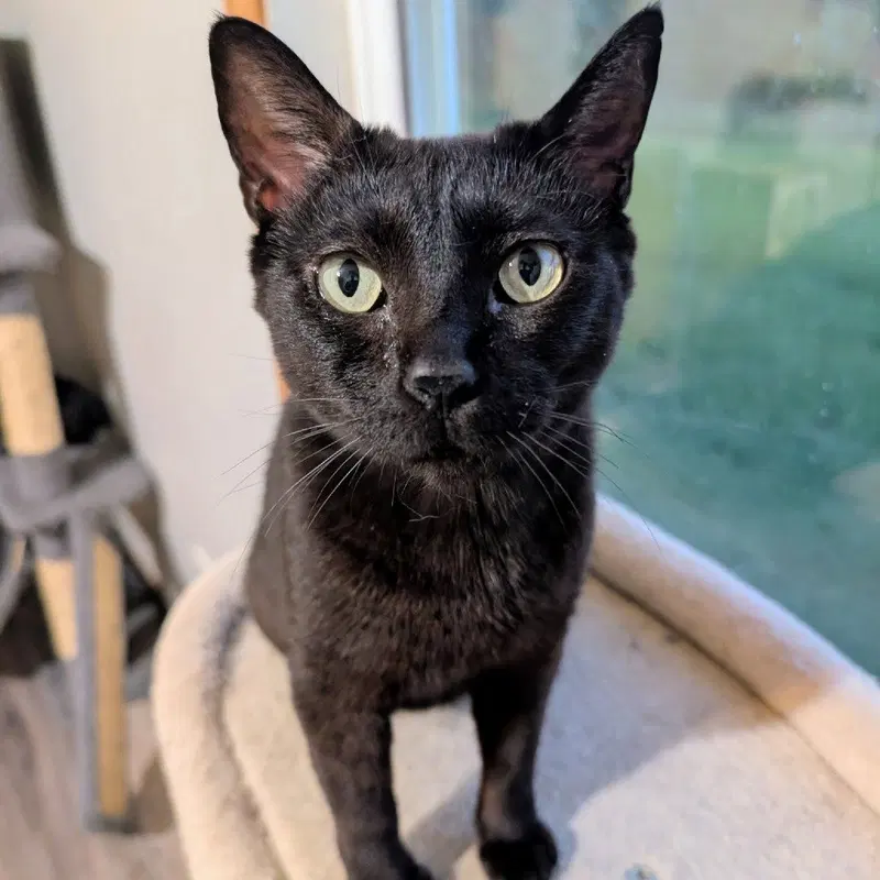 Eevee, an adult female cat up for adoption
