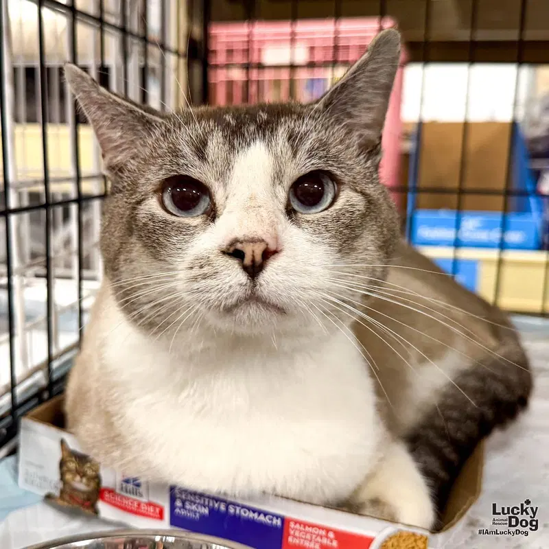Condor, an adult male cat up for adoption