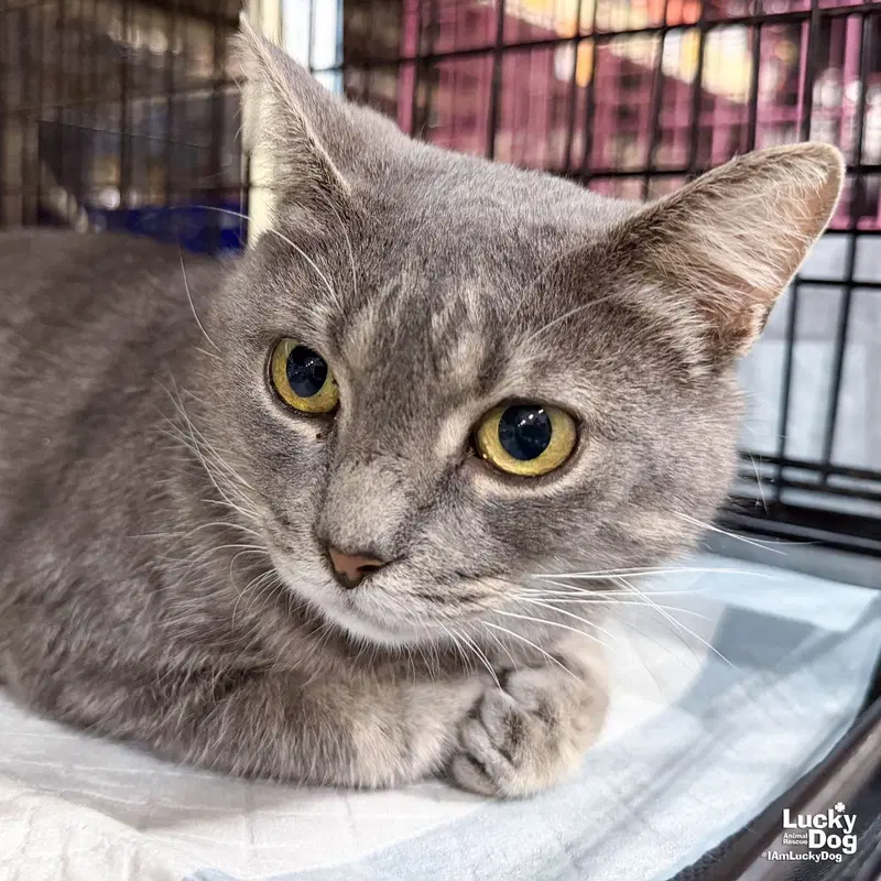 Earhart, an adult female cat up for adoption