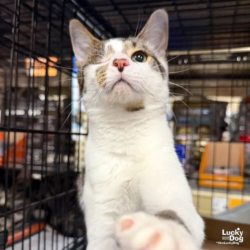 Nigel, a young male cat up for adoption