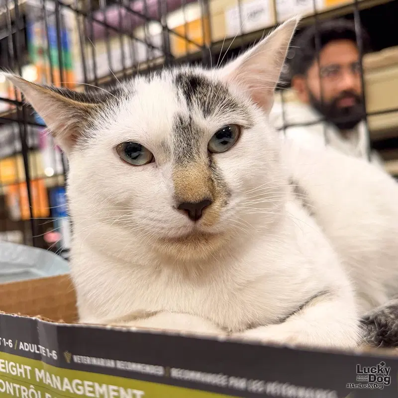 Obi Wan, a young male cat up for adoption