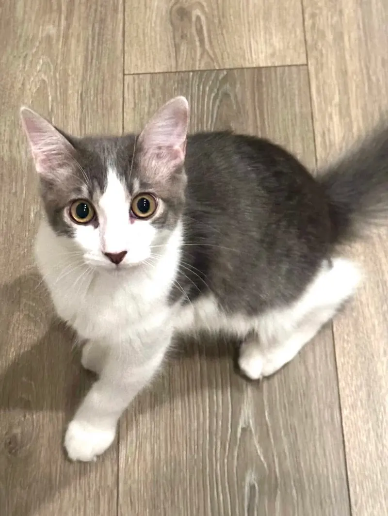 Kris, a young male cat up for adoption