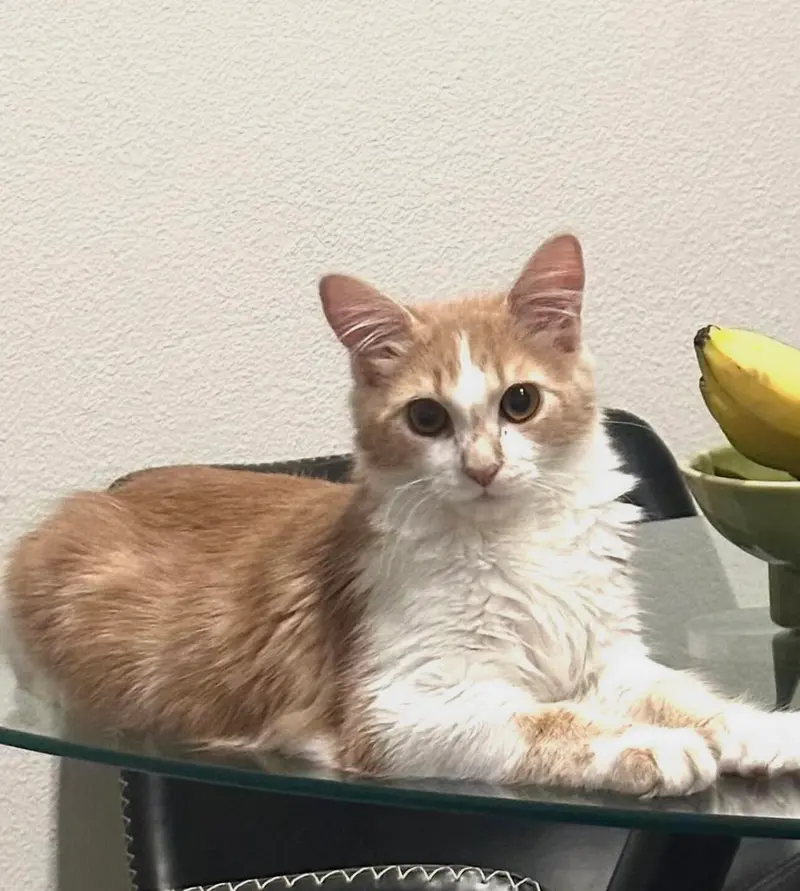 Blizzard, a young male cat up for adoption