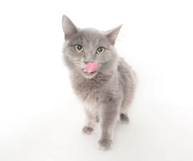 Professor, a male kitten up for adoption