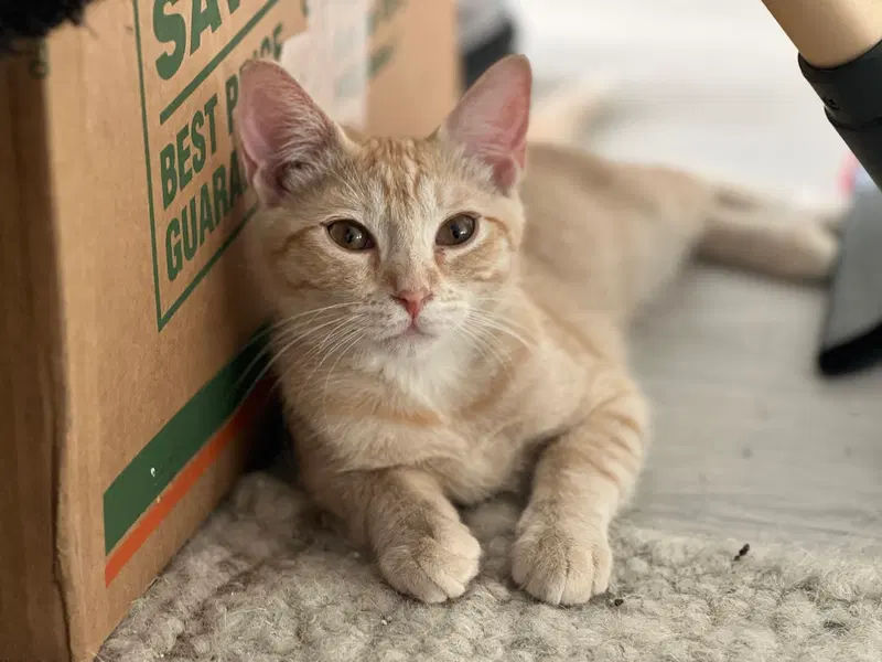 Victoria, a young female cat up for adoption