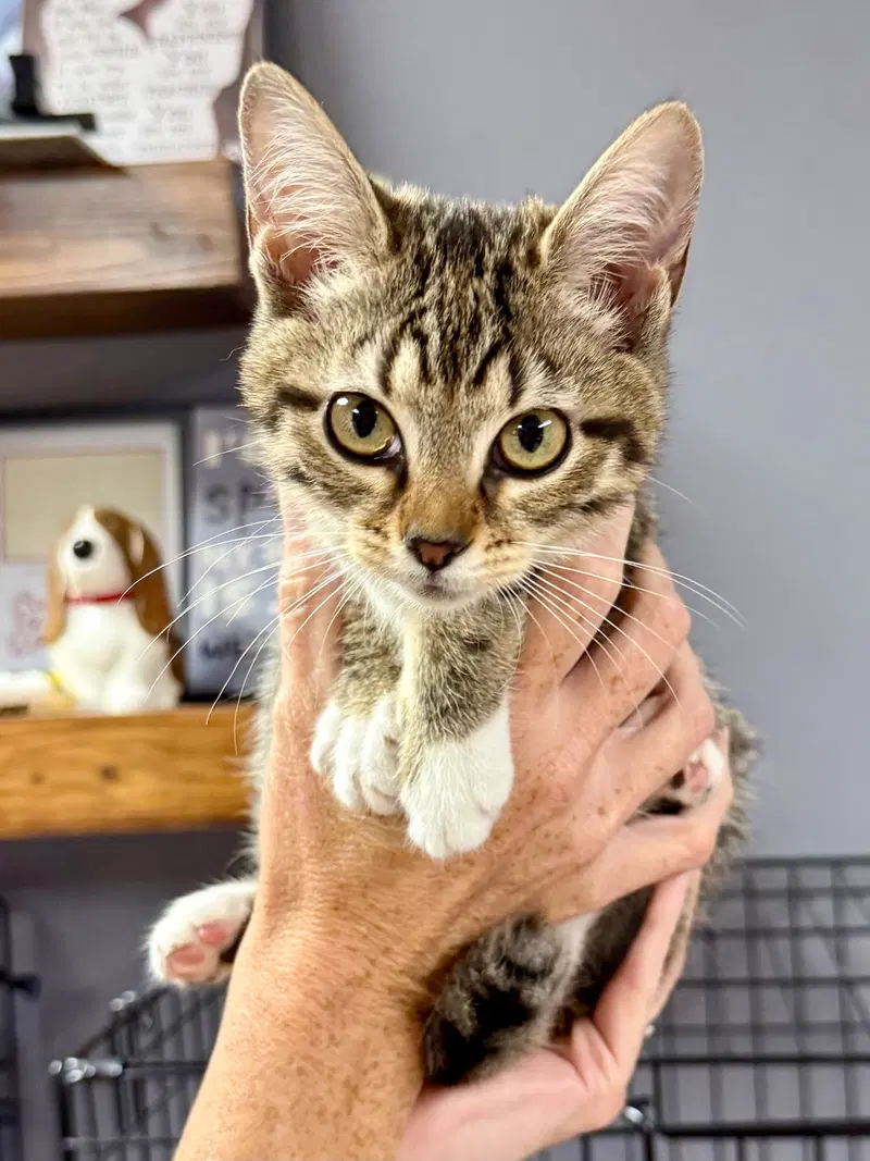 Cat, a female kitten up for adoption