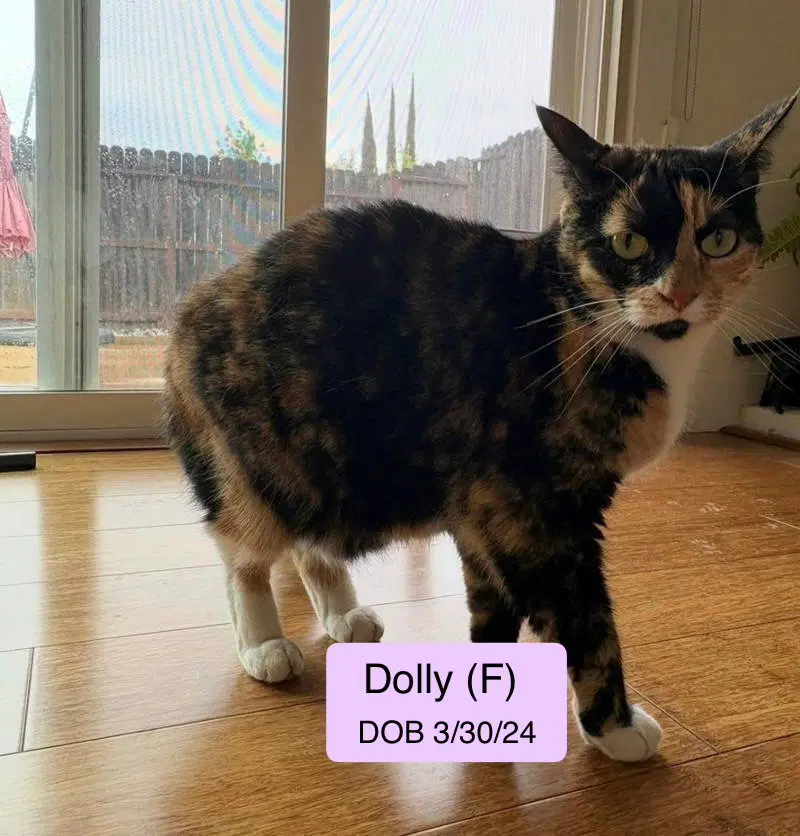 Dolly, an adult female Calico cat up for adoption