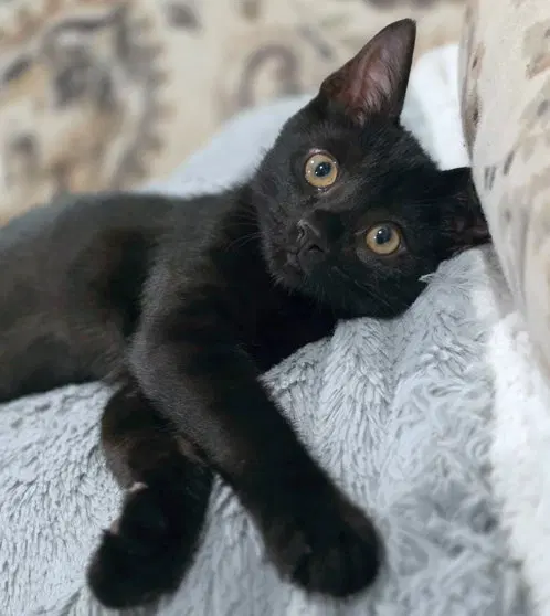 Panther, photo 2
