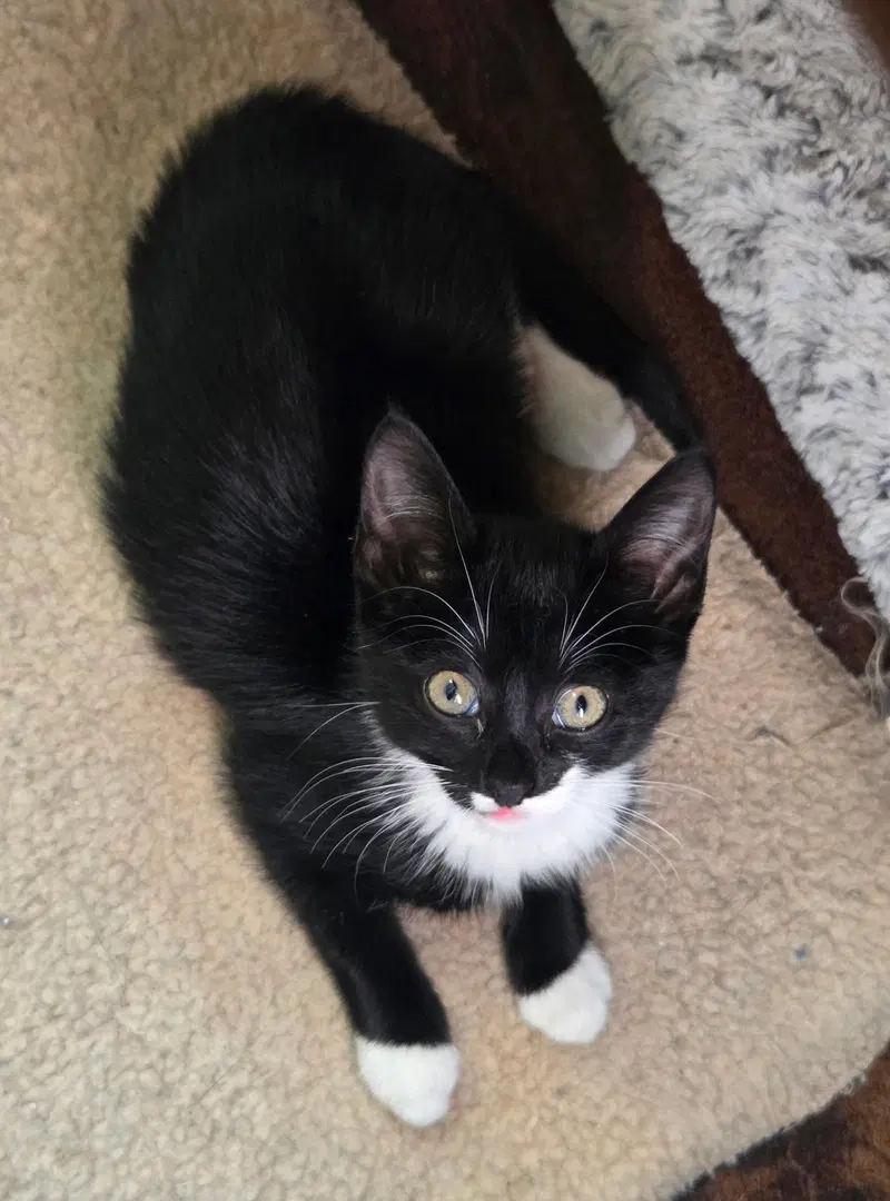 Big Pippin', a female cat up for adoption